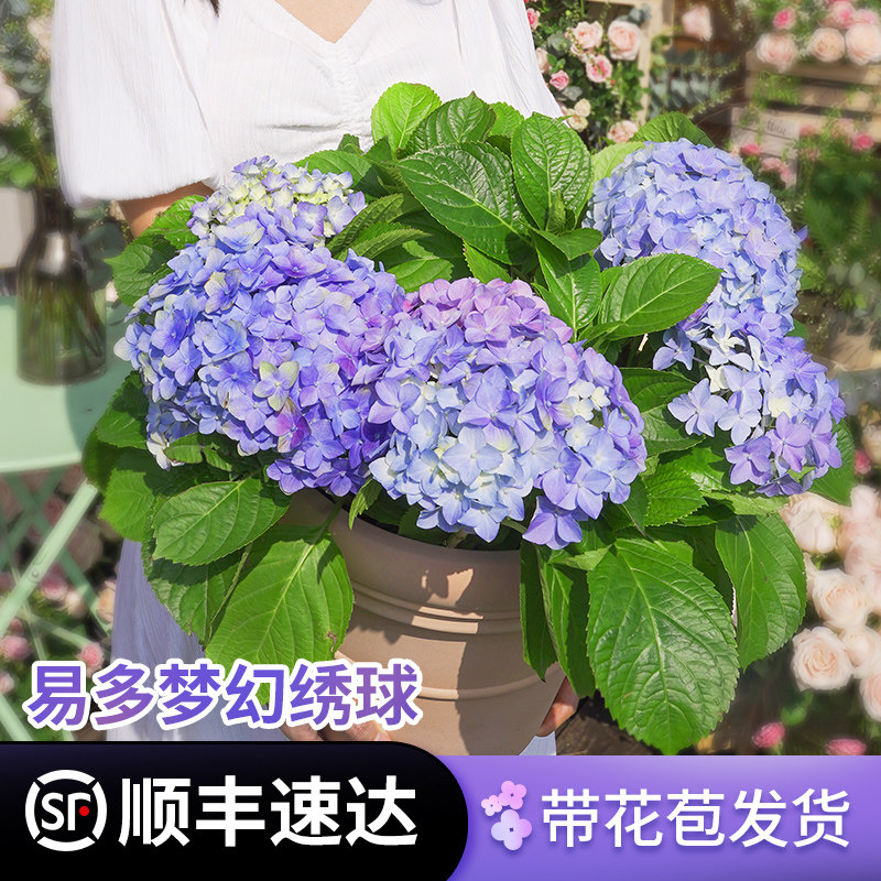 虹越易多梦幻绣球花盆栽带花苞无尽夏绣球花苗老桩盆栽室外阳台花 搜又搜 Www Soyouso Com