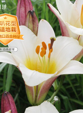 进口百合种球虹越产地直采