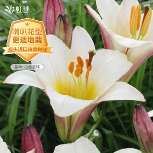 喇叭百合种球虹越进口香水百合地栽高大粉色白色星球岷江百合预售