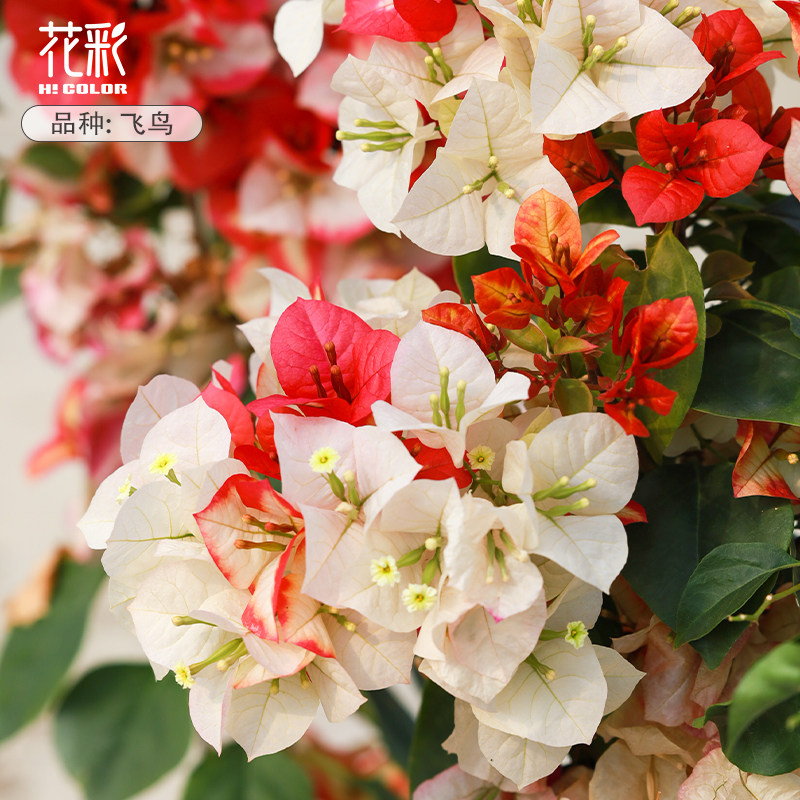 花彩复色飞鸟新品三角梅四季开花量大藤条款阳台高飘枝凤凰多年生