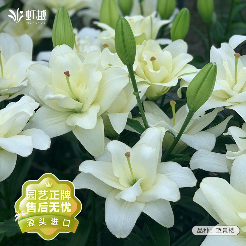 进口百合花种球易养种球图片