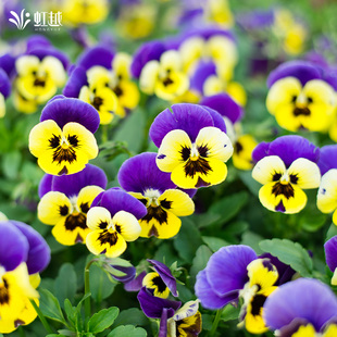 虹越园艺家角堇三色堇花卉种子四季播种好养阳台花园可盆栽植物