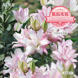 春百合单重瓣种球冰美人进口香水百合阳台安妞斯卡滑雪板好养预售