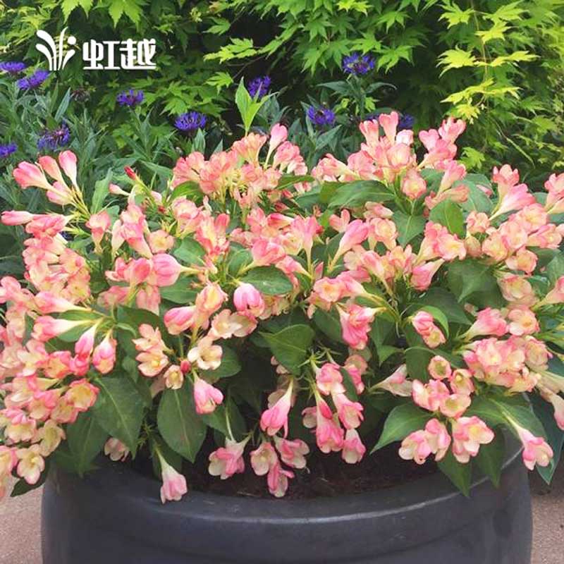 小石楠花叶小檗猥实珍珠梅锦带花盆栽虹越庭院绿化耐寒花灌木植物