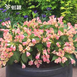 花灌木石楠价格 花灌木石楠图片 星期三