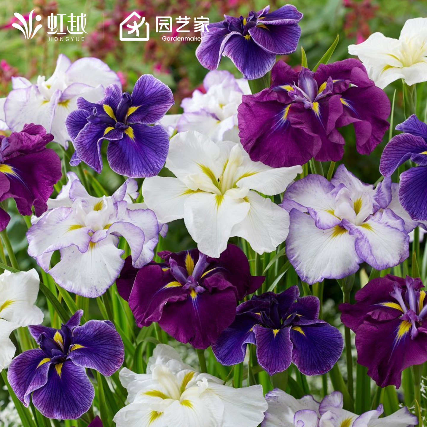 玉蝉花裸根苗大花菖蒲鸢尾花园耐寒耐热植物花苗种球可湿地种植