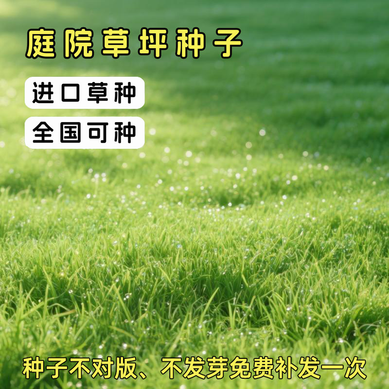 虹越园艺家草坪种子高羊茅多年生黑麦草混播全国适种室外庭院草种