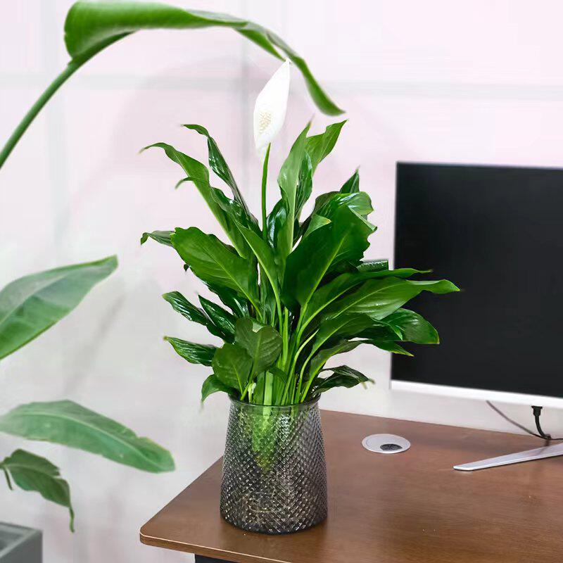 花彩红掌白掌小清新绿植懒人好养