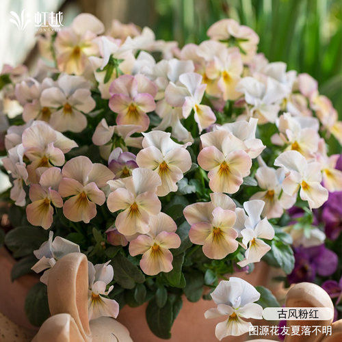 虹越园艺家角堇花卉种苗