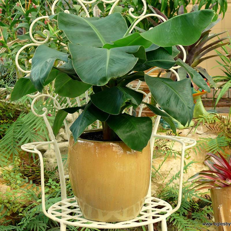 花彩卡文迪什香蕉盆栽四季好养