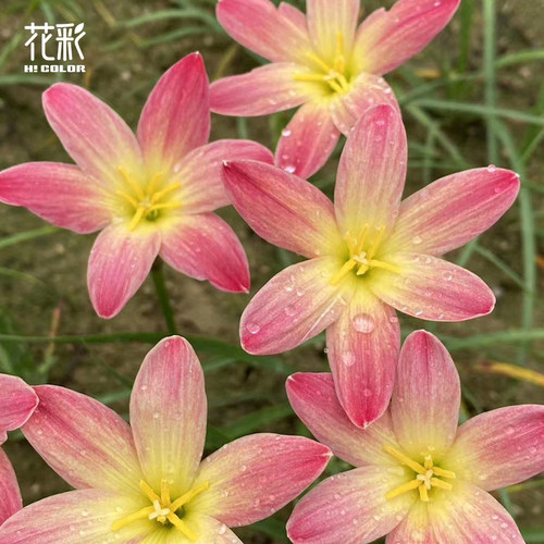 花彩风雨兰种球桃子沙冰夏季开花