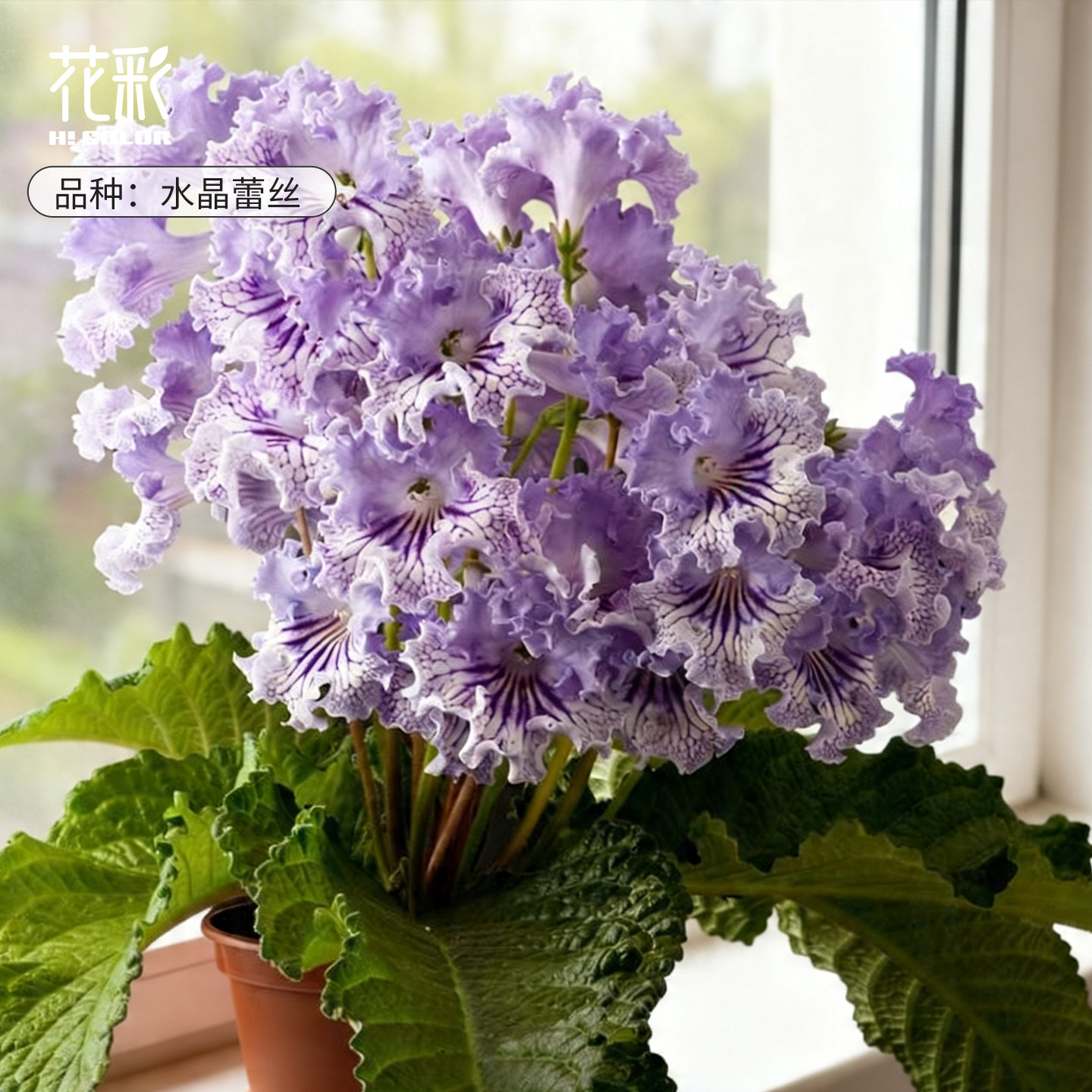 花彩堇兰盆栽苗耐阴好养易爆花图片