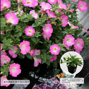 耐热 虹越园艺家矮牵牛花苗阳台垂吊花卉阳台盆栽家庭室外庭院四季