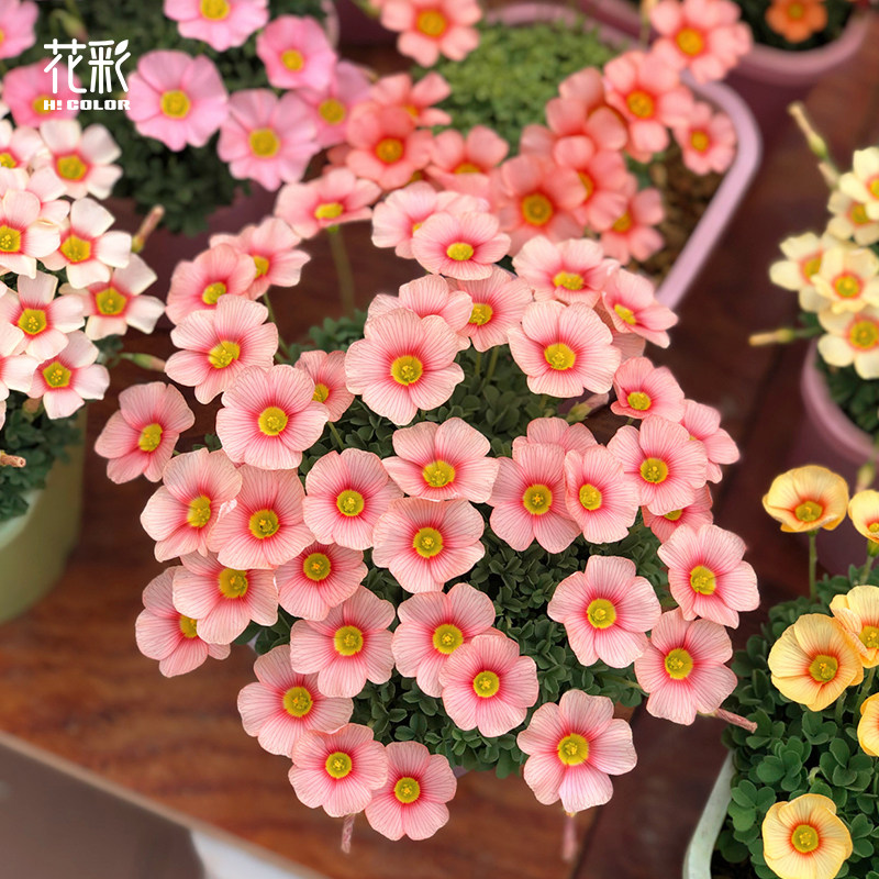 花彩OB酢浆草盆栽糖果盒系列阳台盆栽耐寒多年生秋植小球根易爆花
