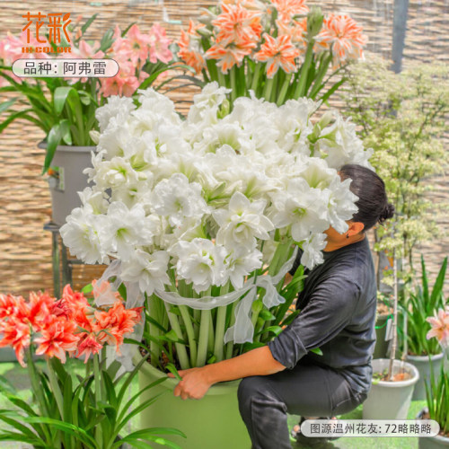 花彩阿弗雷朱顶红种球白色大花