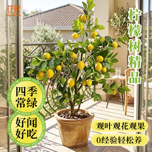 花彩香水柠檬树树苗盆栽好养好吃