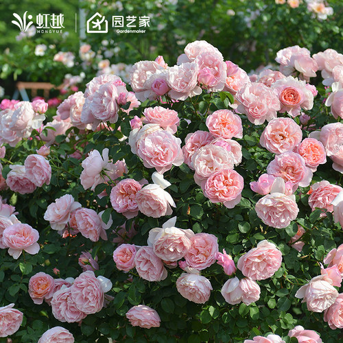 虹越龙沙宝石佛罗伦蒂娜