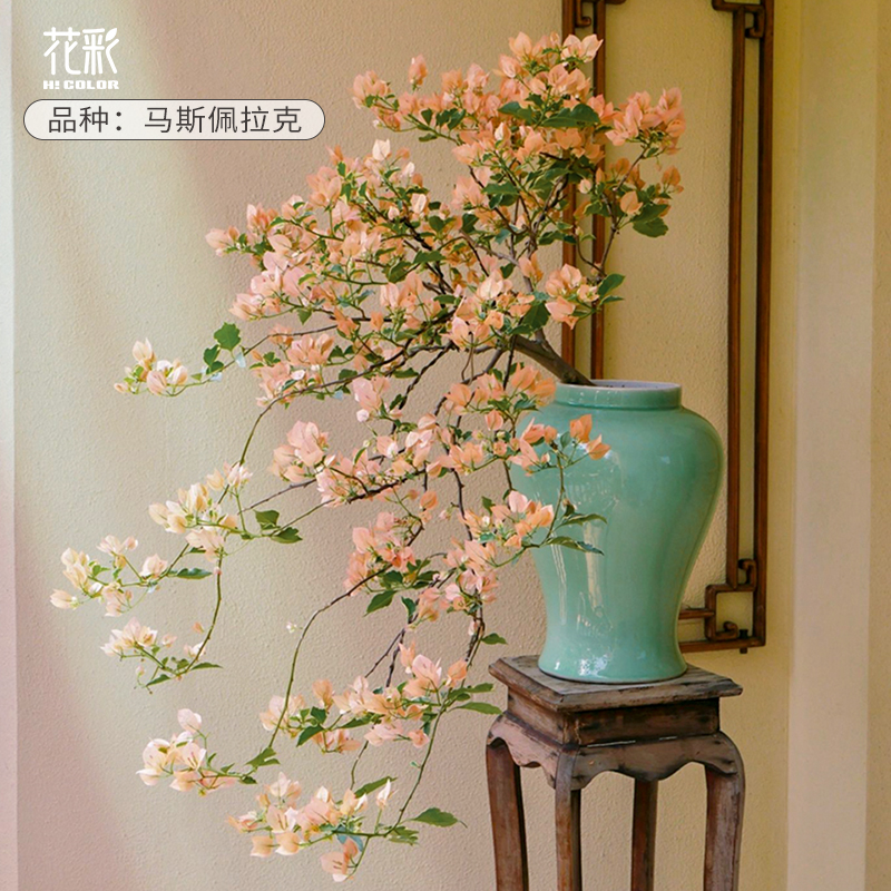 高端三角梅老桩盆景三角梅老桩