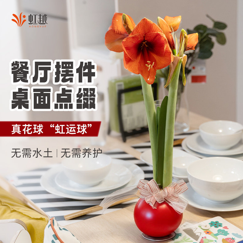 蜡封朱顶红进口种球好养的懒人花阳台家居餐厅摆件植物朱顶红蜡球,家居饰品,桌面摆件,淘宝优惠券,粉丝福利购,淘宝优惠卷
