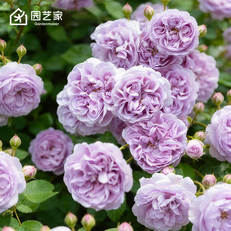 蓝色阴雨藤本月季花盆栽大苗图片