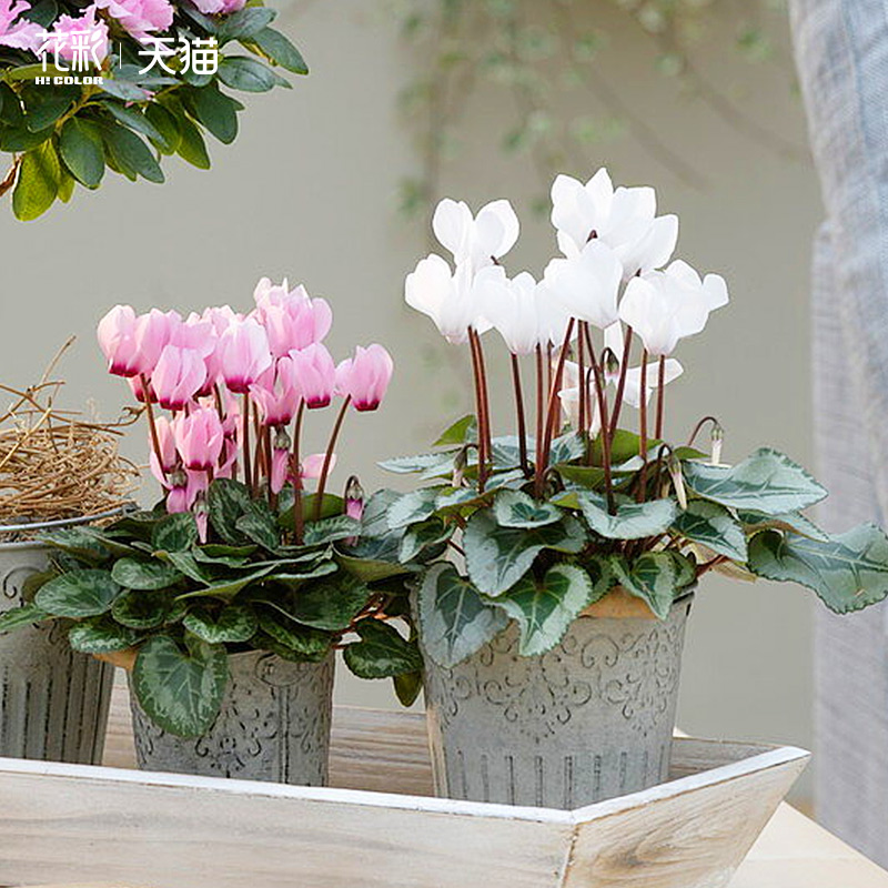 虹越迷你仙客来盆栽带花卉植物办公室内桌面花酒红阳台兔耳花期长