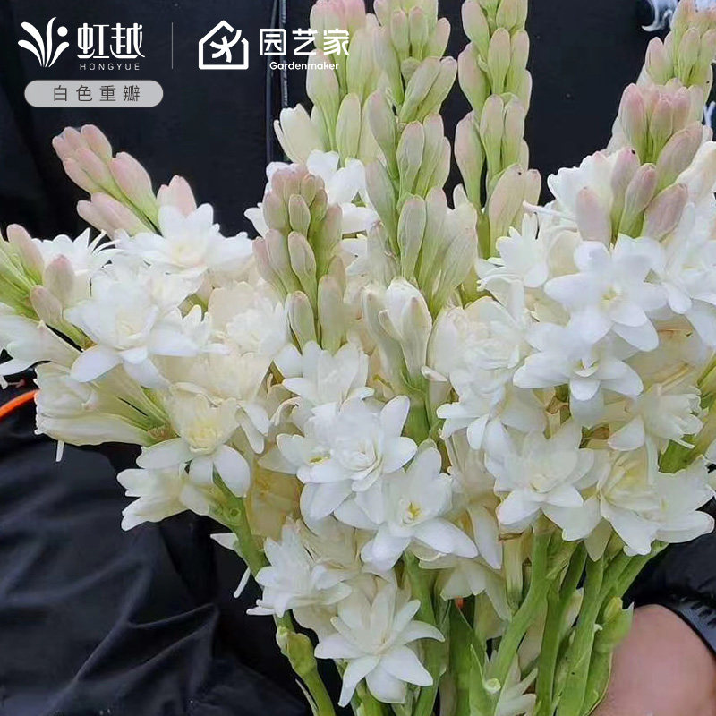 晚香玉种球虹越多年生草本花园庭院香味可切花耐热花卉国产现货