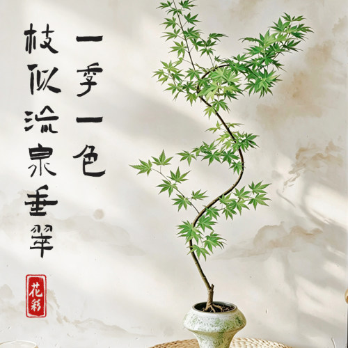 花彩流泉枫树盆景新中式禅意盆栽