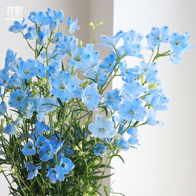 花彩小花飞燕草盆栽阳台线性植物