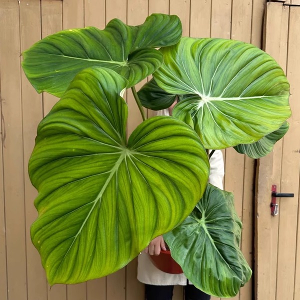 虹越麦克道尔蔓绿绒盆栽网红热植