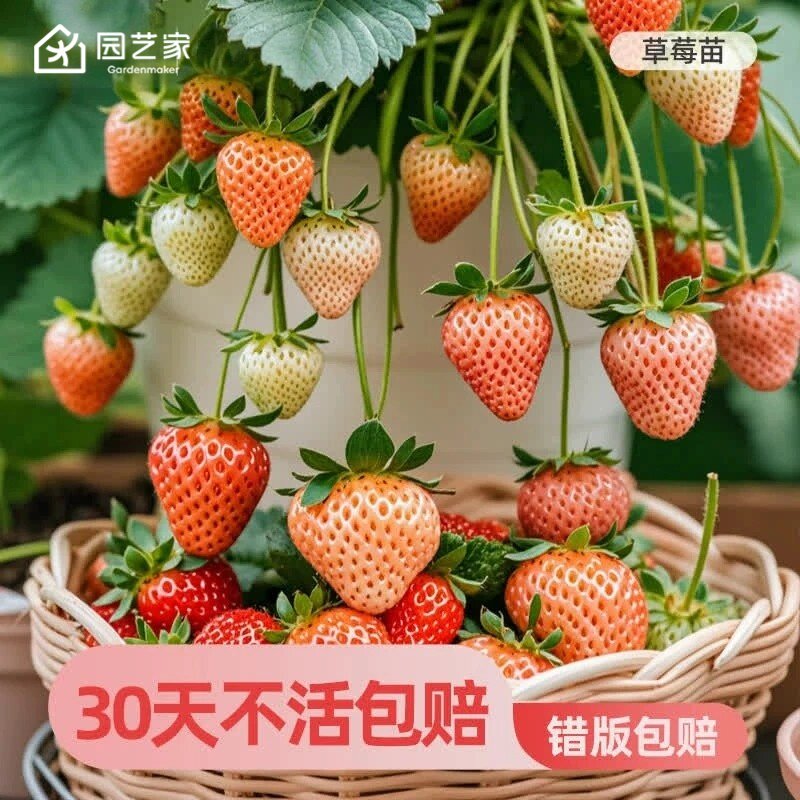 园艺家草莓苗盆栽冬季易结果苗阳台淡雪隋珠建德白露果苗黑珍珠