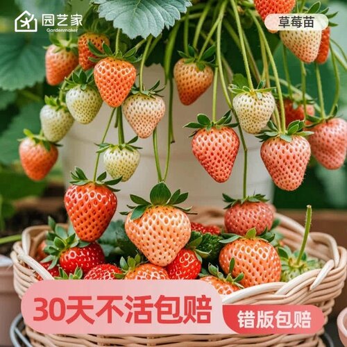 园艺家冬季草莓苗阳台盆栽