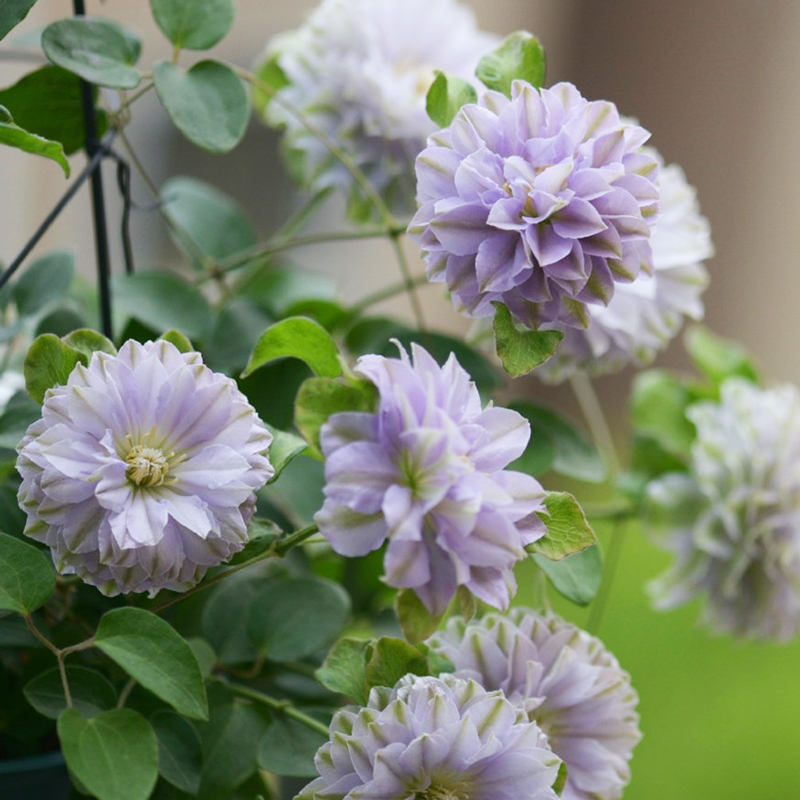 铁线莲大苗乌托邦昼天使琉璃重瓣大花虹越庭院阳台花卉攀援爬藤花