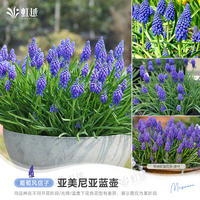 Sunrise grape hyacinth bulbs, indoor and outdoor, balcony potted, ground planted perennial flowers, imported Hongyue pre-sale thumbnail 5