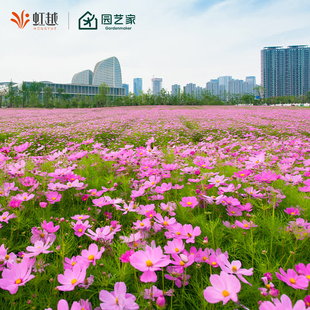 虹越园艺家大包花卉种子籽波斯菊百日草向日葵月见草虞美人金鸡菊