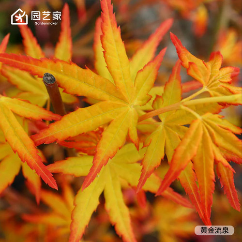 园艺家羽毛枫树橙色蕾丝金隐泰勒
