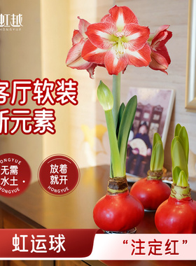 朱顶红蜡球无需养可开花真花球