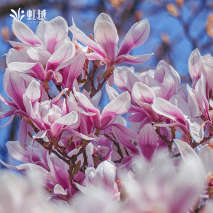 玉兰盆栽苗花园庭院地栽盆栽造景绿化景观落叶小乔木星花丹馨玉兰