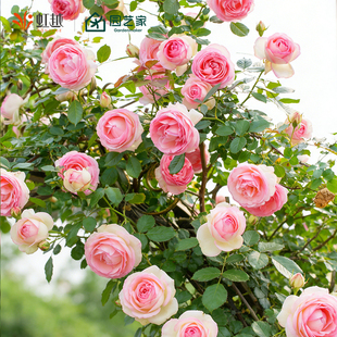 粉色龙沙宝石爬藤月季红色龙沙宝石月季花苗盆栽藤本月季小苗中苗