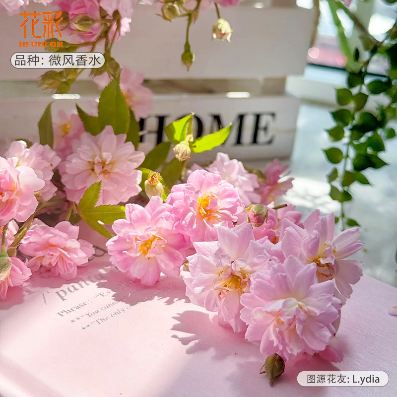 花彩藤本月季花苗盆栽呼吸香水蔷薇花园爬藤多年生地栽耐热花量大