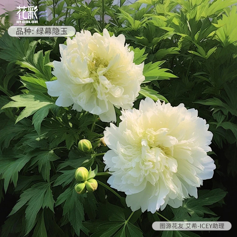 国色芳华同款花彩绿幕隐玉牡丹苗多年生芍药裸根老桩耐寒地栽预售