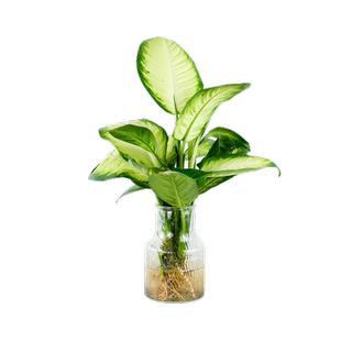 花彩玛丽安万年青室内桌面绿植水培盆栽常绿观叶植物懒人低维护