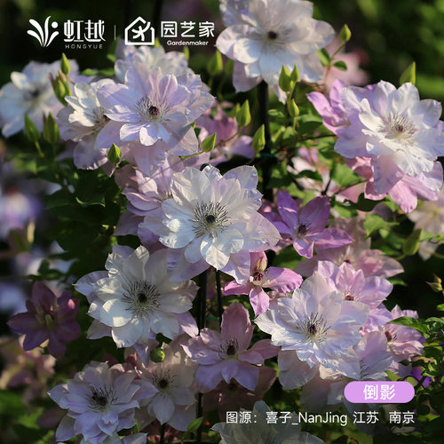 虹越铁线莲爬藤植物阳台花园