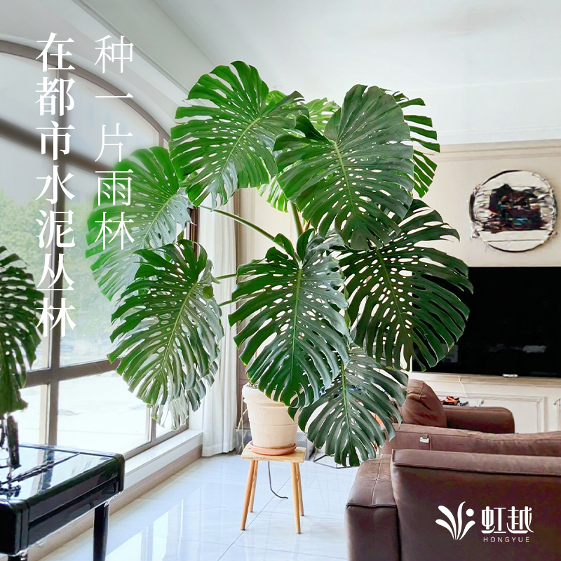 虹越水培龟背竹盆栽老桩室内绿植