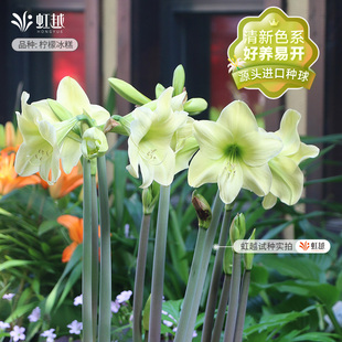 白绿色朱顶红种球虹越进口柠檬冰糕开花种子四季 土培盆栽园艺荷兰