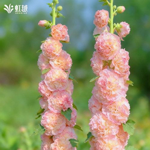 虹越园艺家种子重瓣蜀葵花种籽阳台花园花境好养花期长耐寒多年生