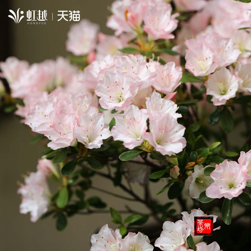虹越东洋鹃盆栽阳台陶菊如杜鹃花苗多季开花卉常绿植物花园庭院