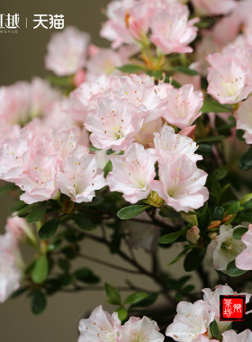 虹越东洋鹃盆栽阳台陶菊如杜鹃花苗耐寒花卉常绿植物花园庭院地栽