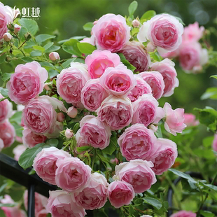 虹越月季 粉龙安吉拉朱丽叶金丝雀弗洛伦蒂娜莫妮卡戴维中小苗