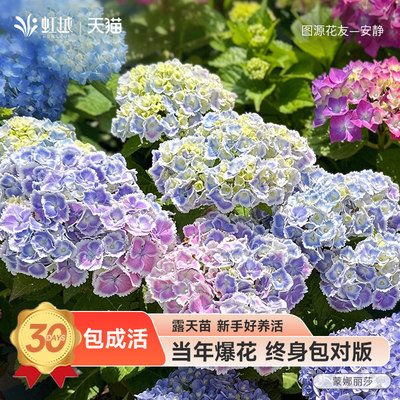 绣球蒙娜丽莎太阳神殿易梦幻薄荷