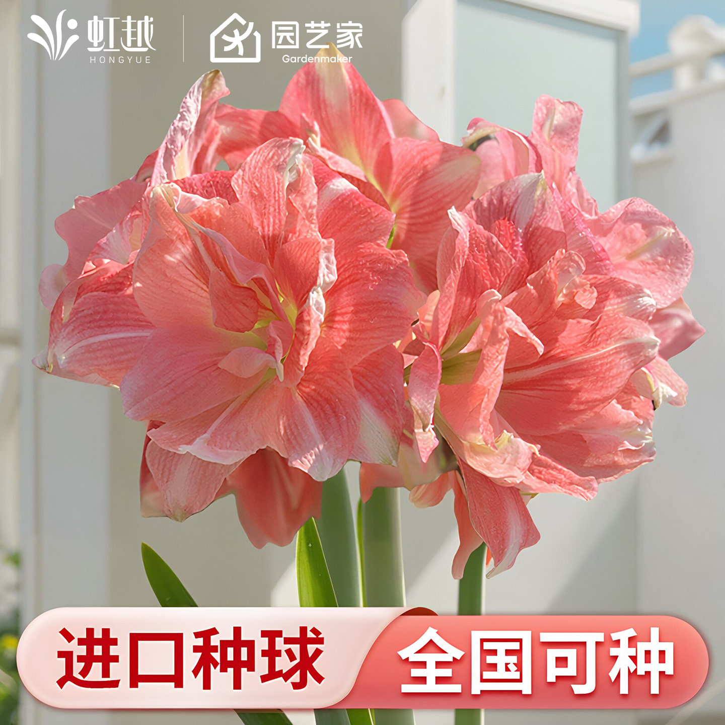 26年新球玫瑰花漾朱顶红单重瓣种球阳台南非秘鲁花样全国种植预售